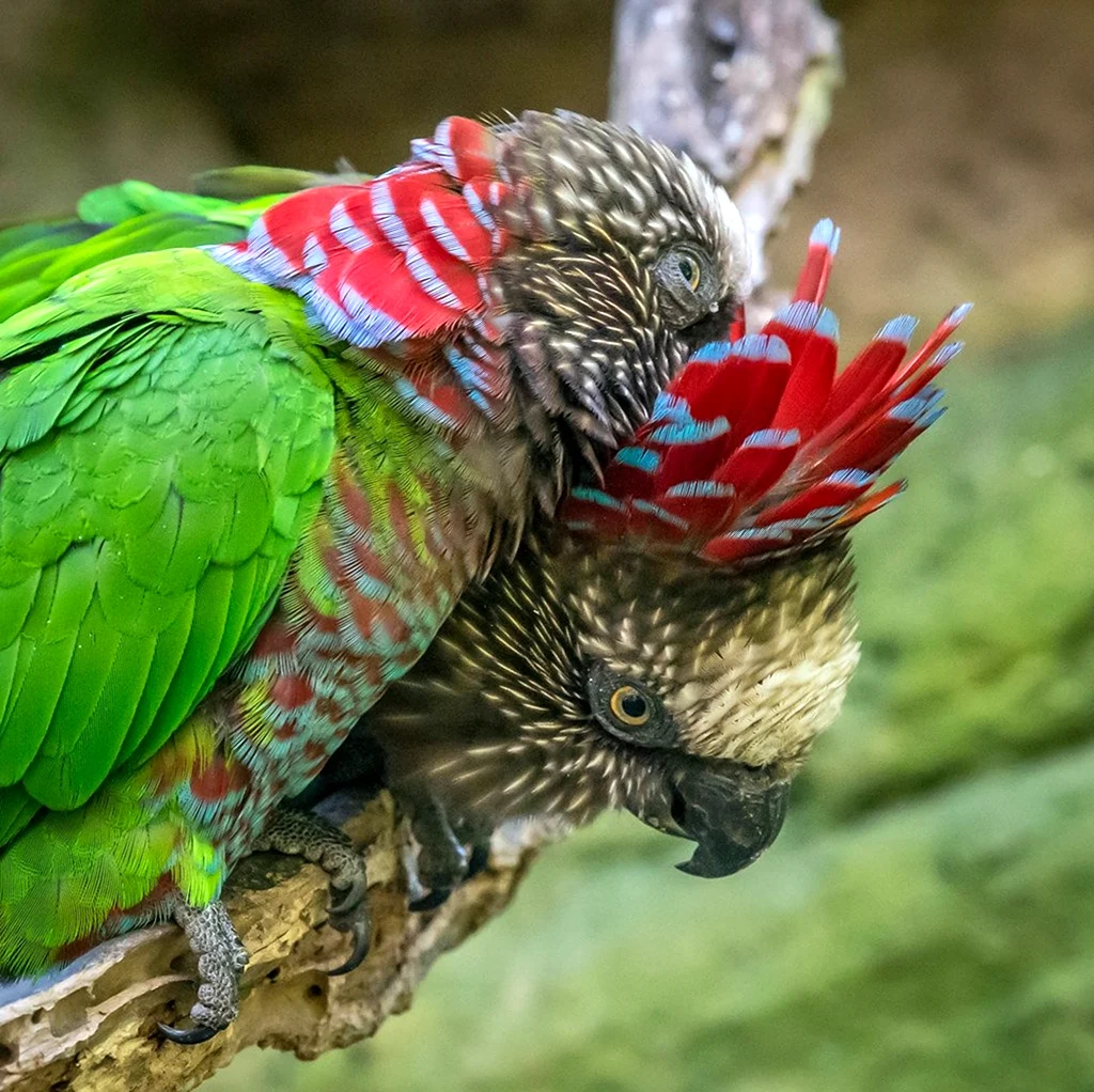 Веерные ястребиноголовые попугаи. Красивое животное