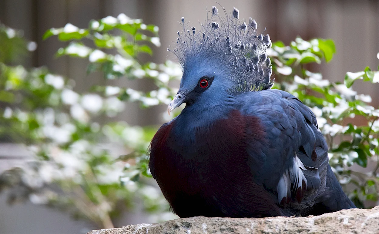 Веероносный венценосный голубь. Красивое животное