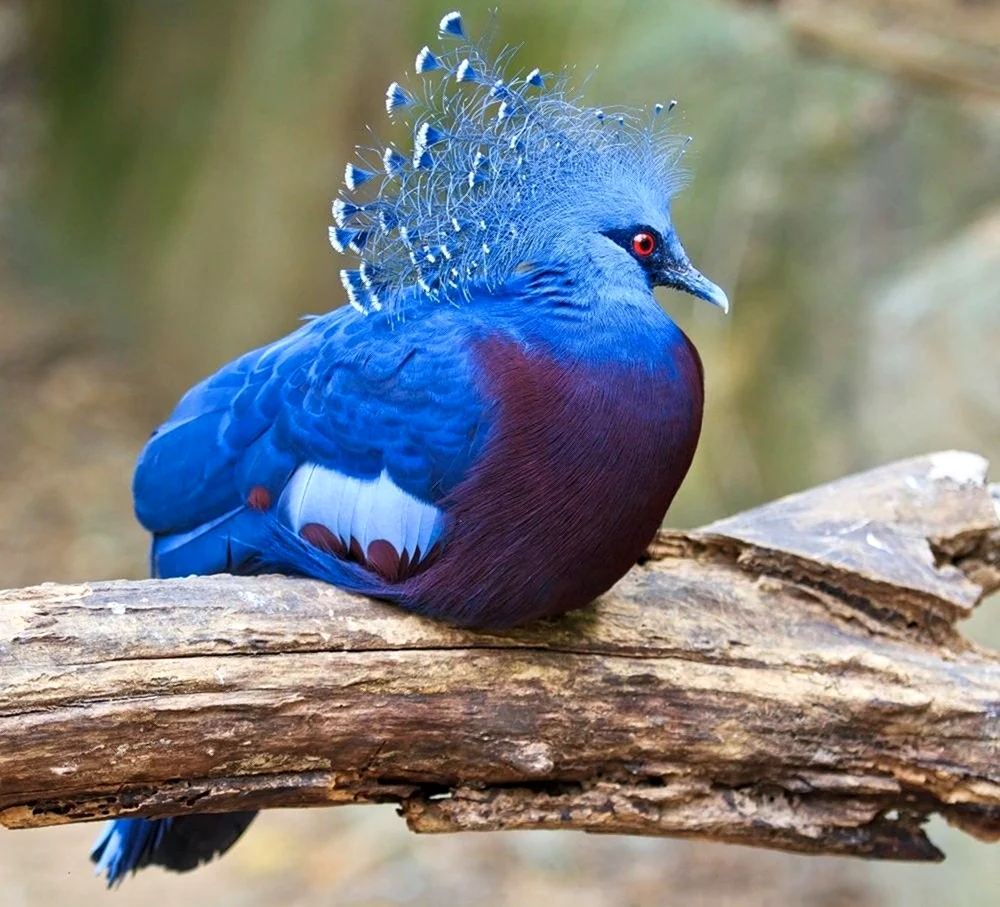 Веероносный венценосный голубь. Красивое животное