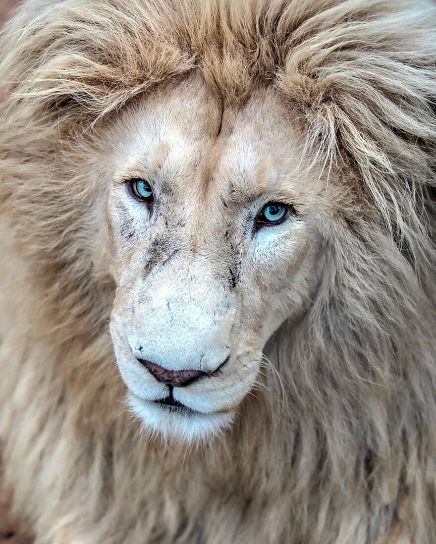 Величественный Лев. Красивое животное