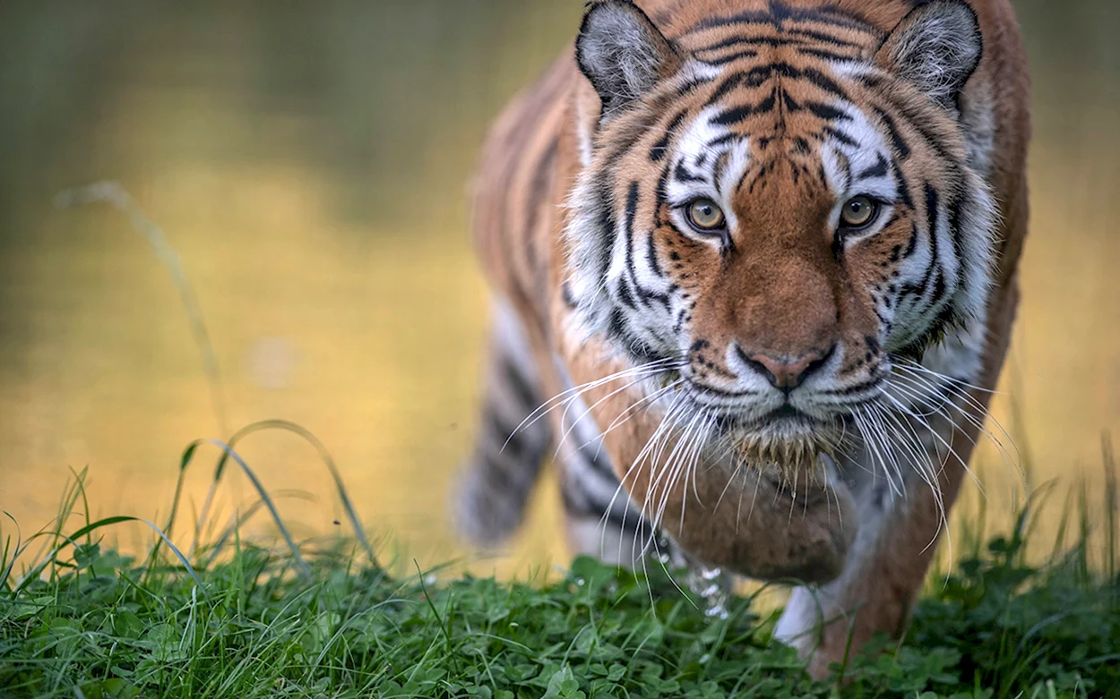 Великий тигр. Красивое животное