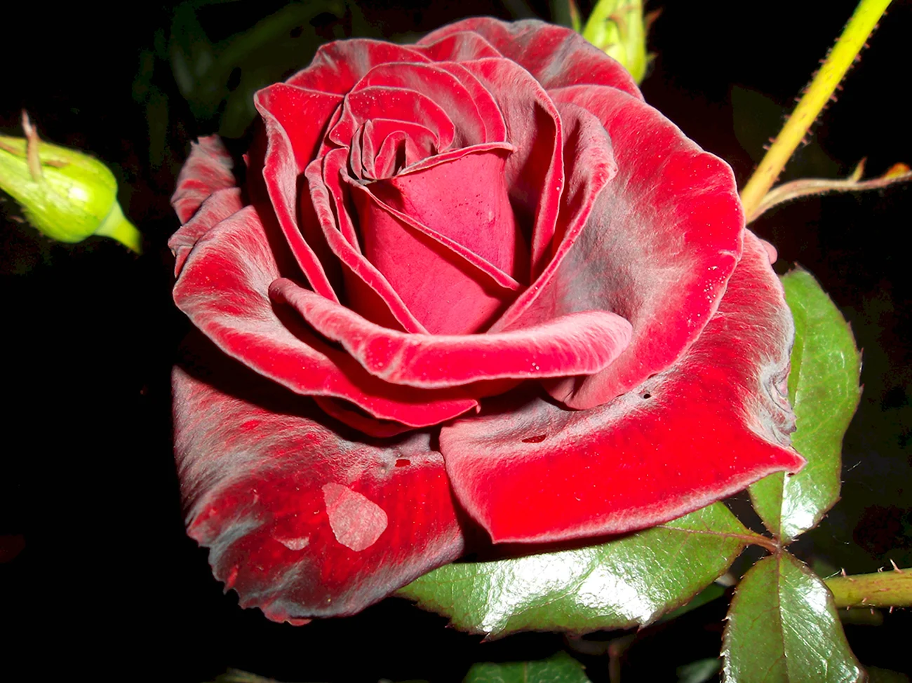 Вельветовая роза. Красивая картинка