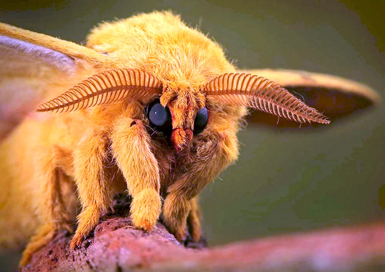 Венесуэльский пуделевый мотылек тутовый шелкопряд. Красивое животное