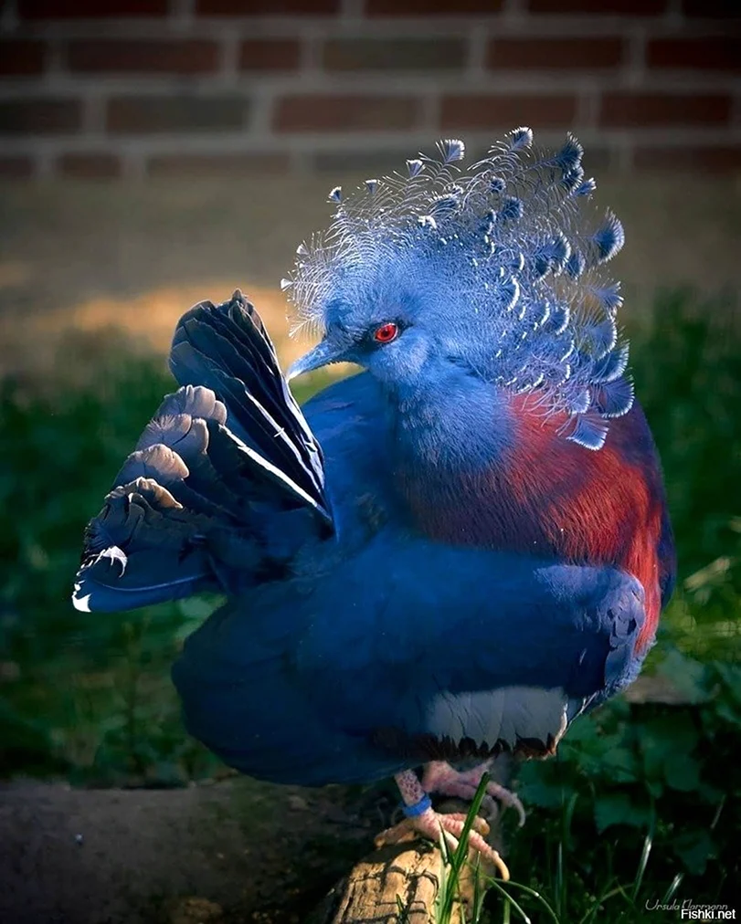 Венценосный голубь. Красивое животное