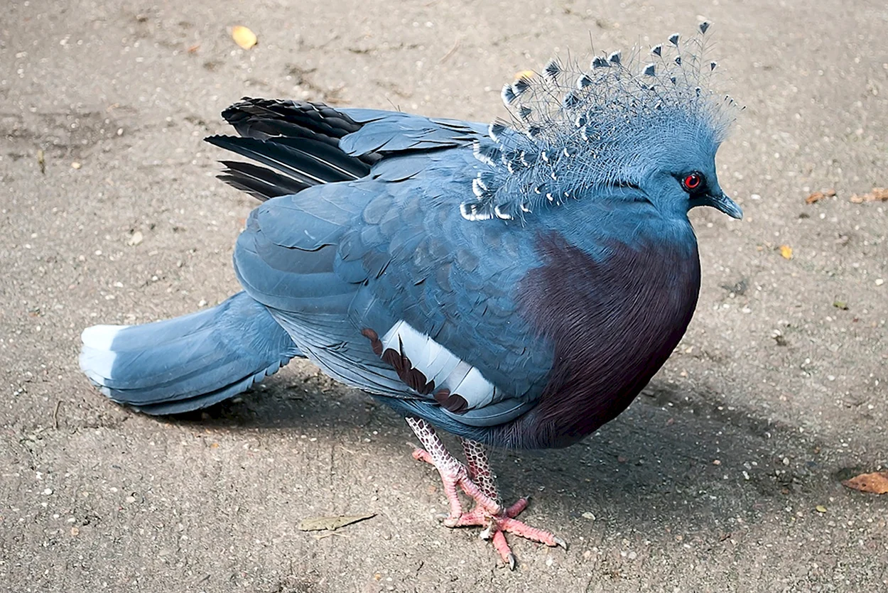 Венценосный голубь птенец. Красивое животное