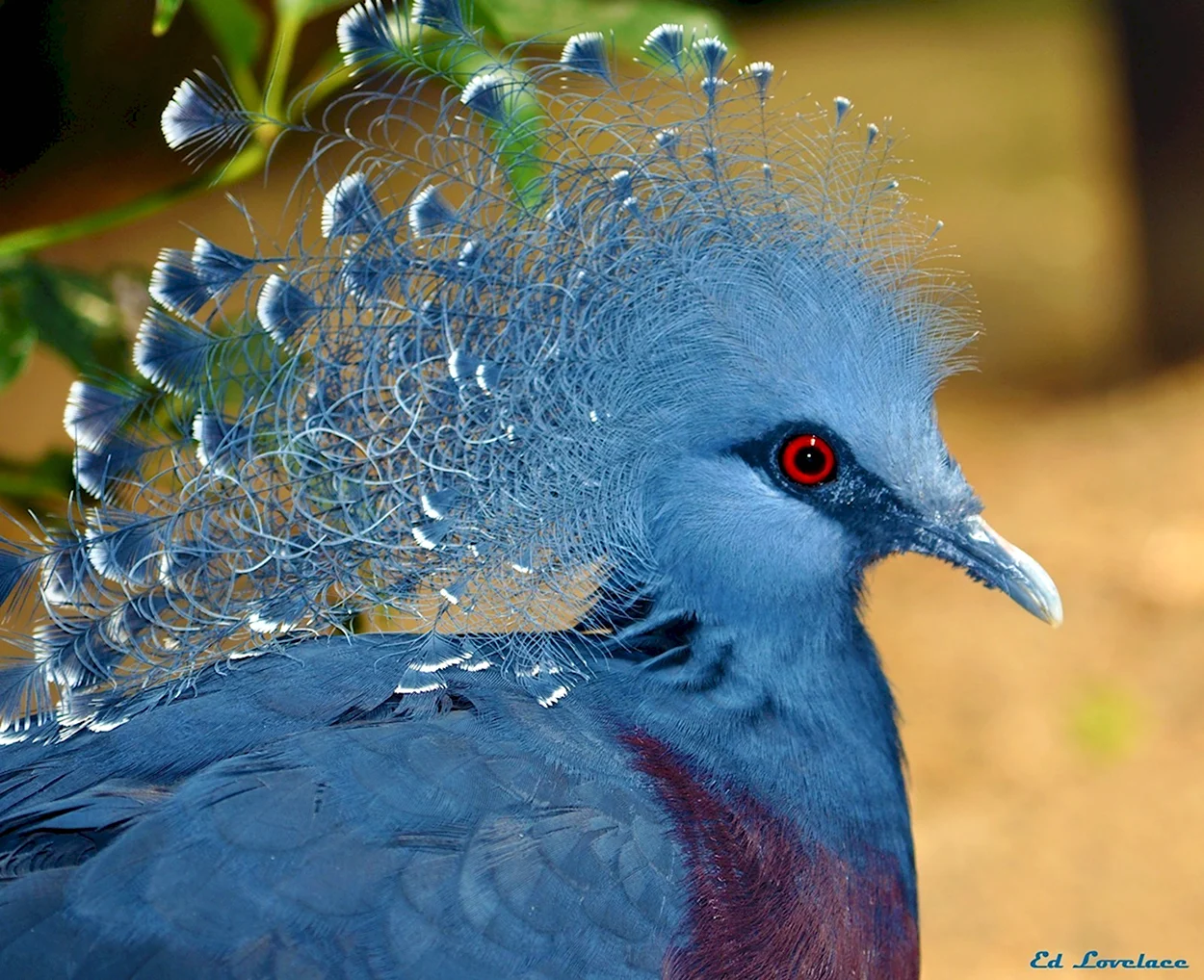 Венценосный голубь Виктория. Красивое животное