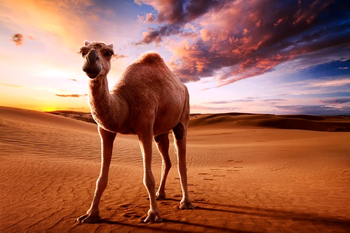 Верблюд Camel. Картинка