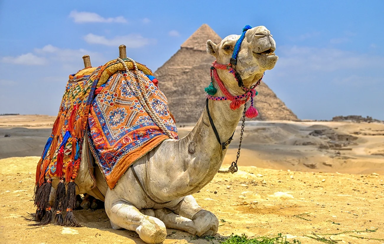 Верблюды в Египте. Картинка