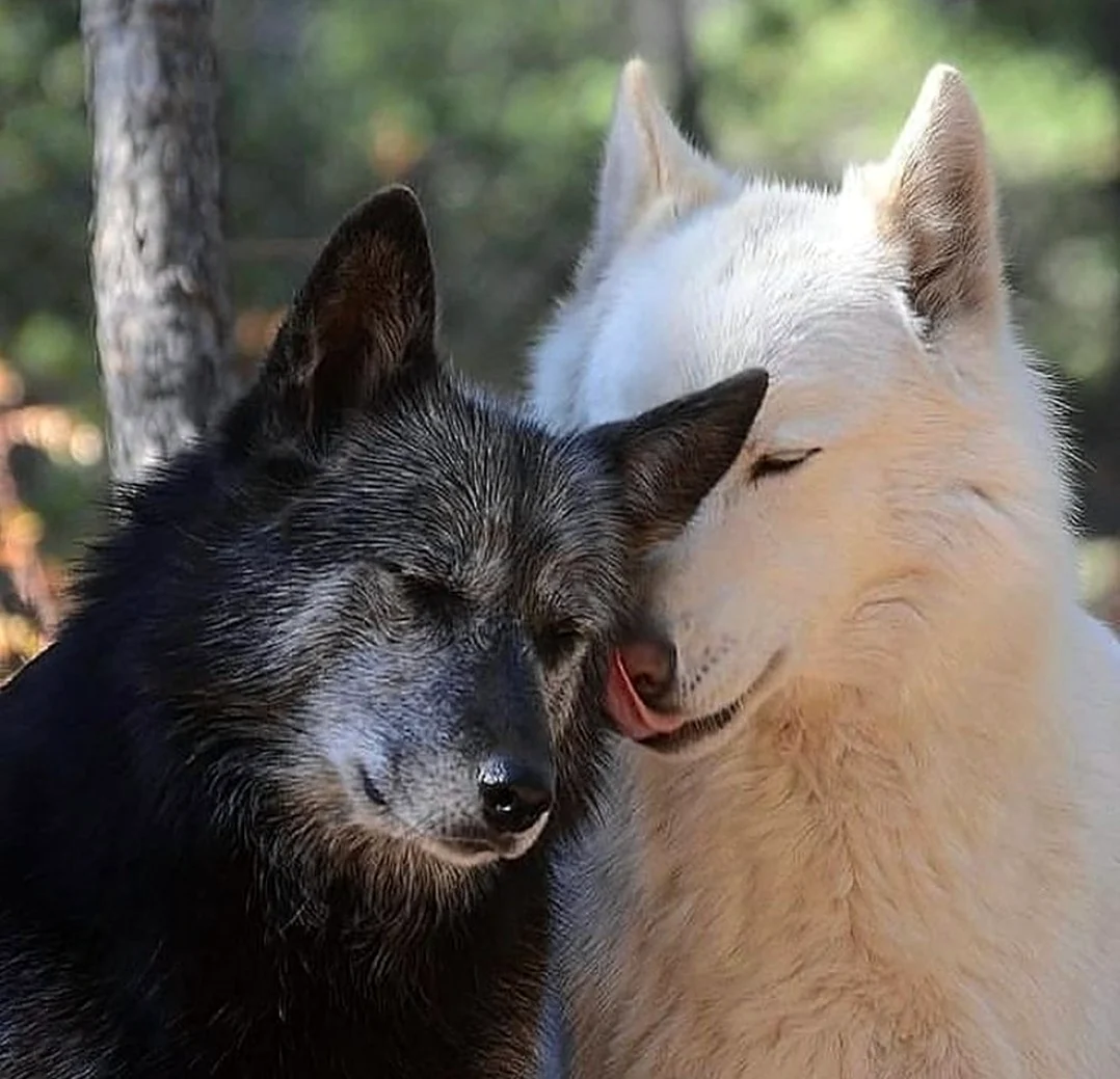Верность волчица волк и волчица. Красивые картинки животных