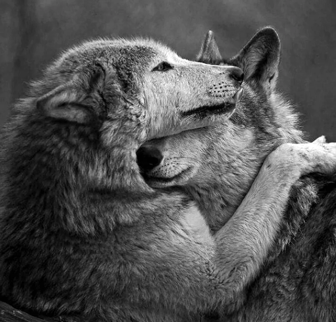 Верность Волков волчице. Красивые картинки животных