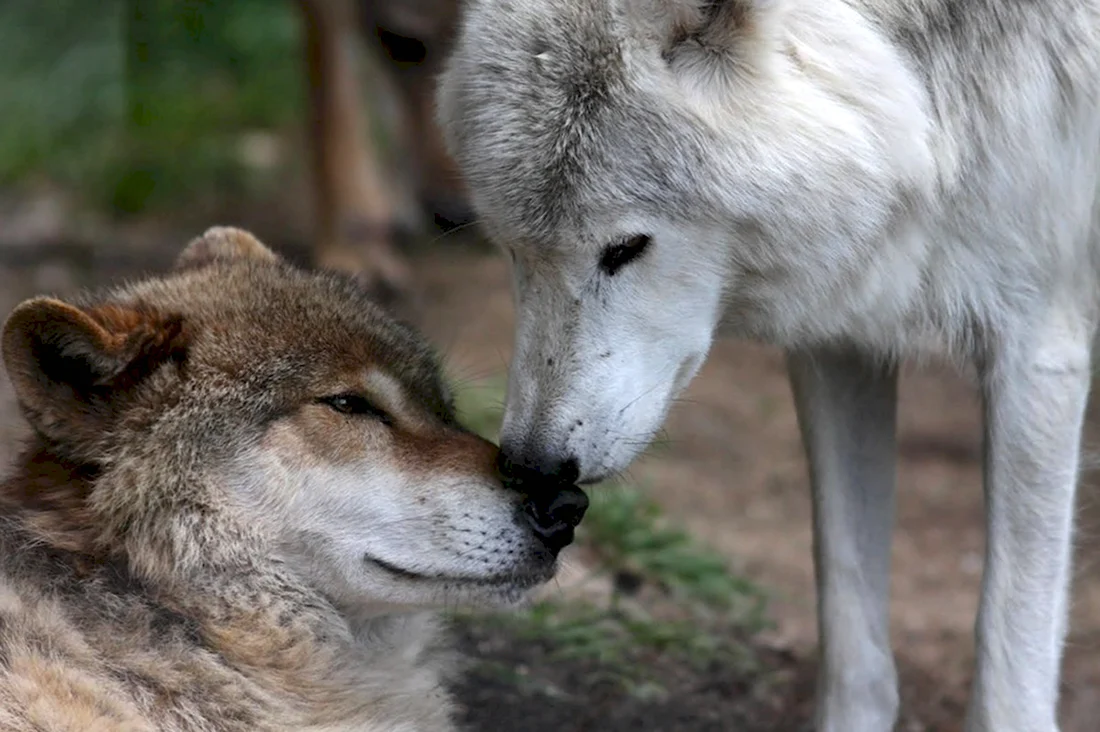 Верность Волков волчице. Красивые картинки животных
