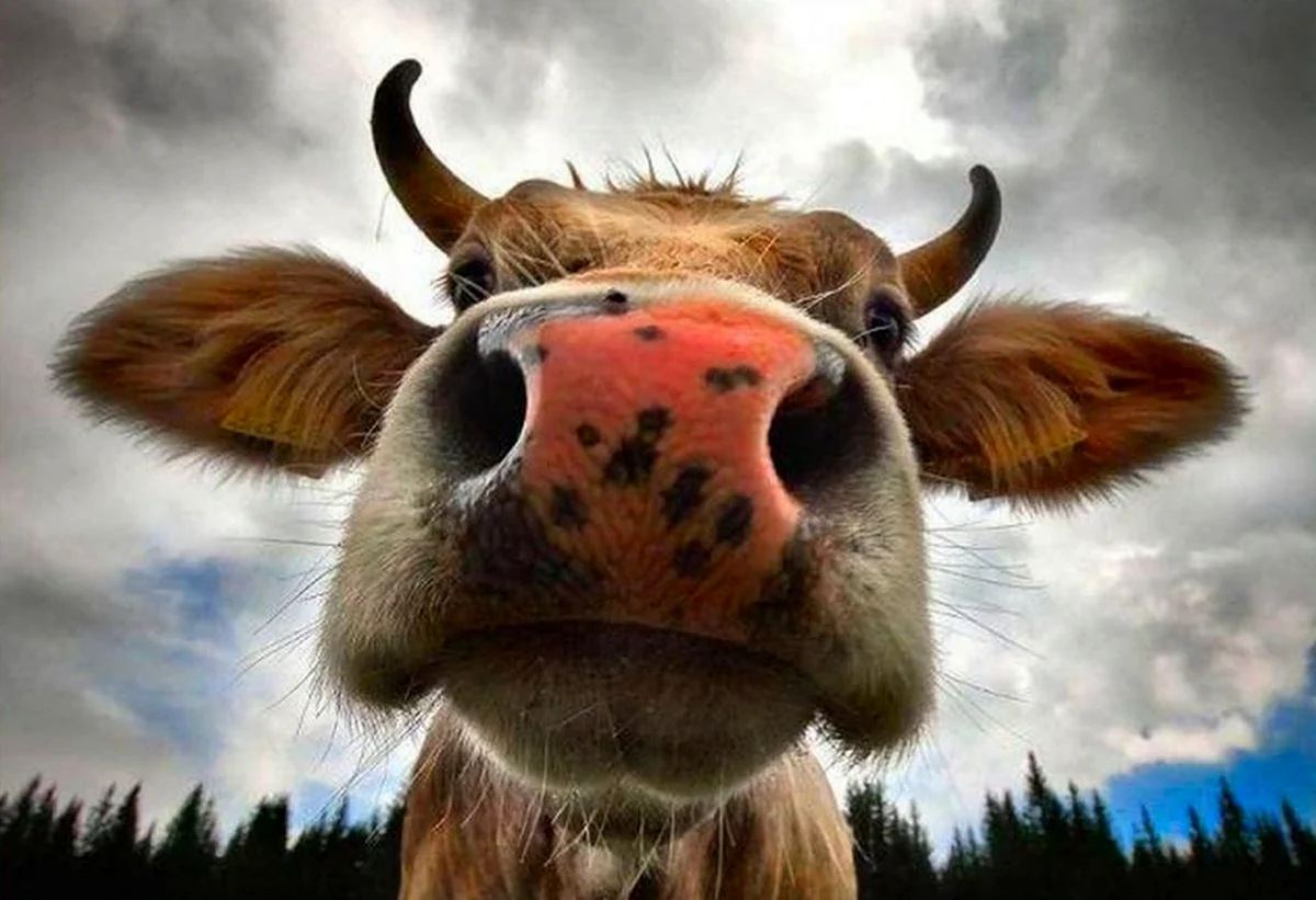 Веселая корова.. Картинка
