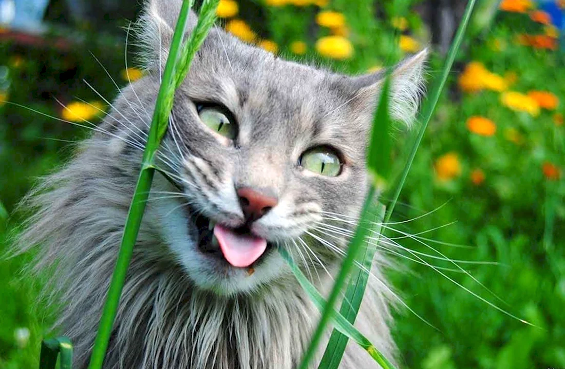 Веселый котик. Красивые картинки животных