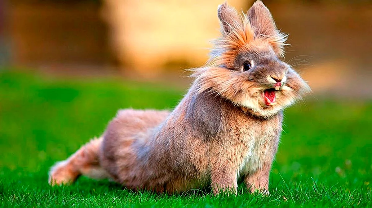 Веселый кролик. Красивое животное