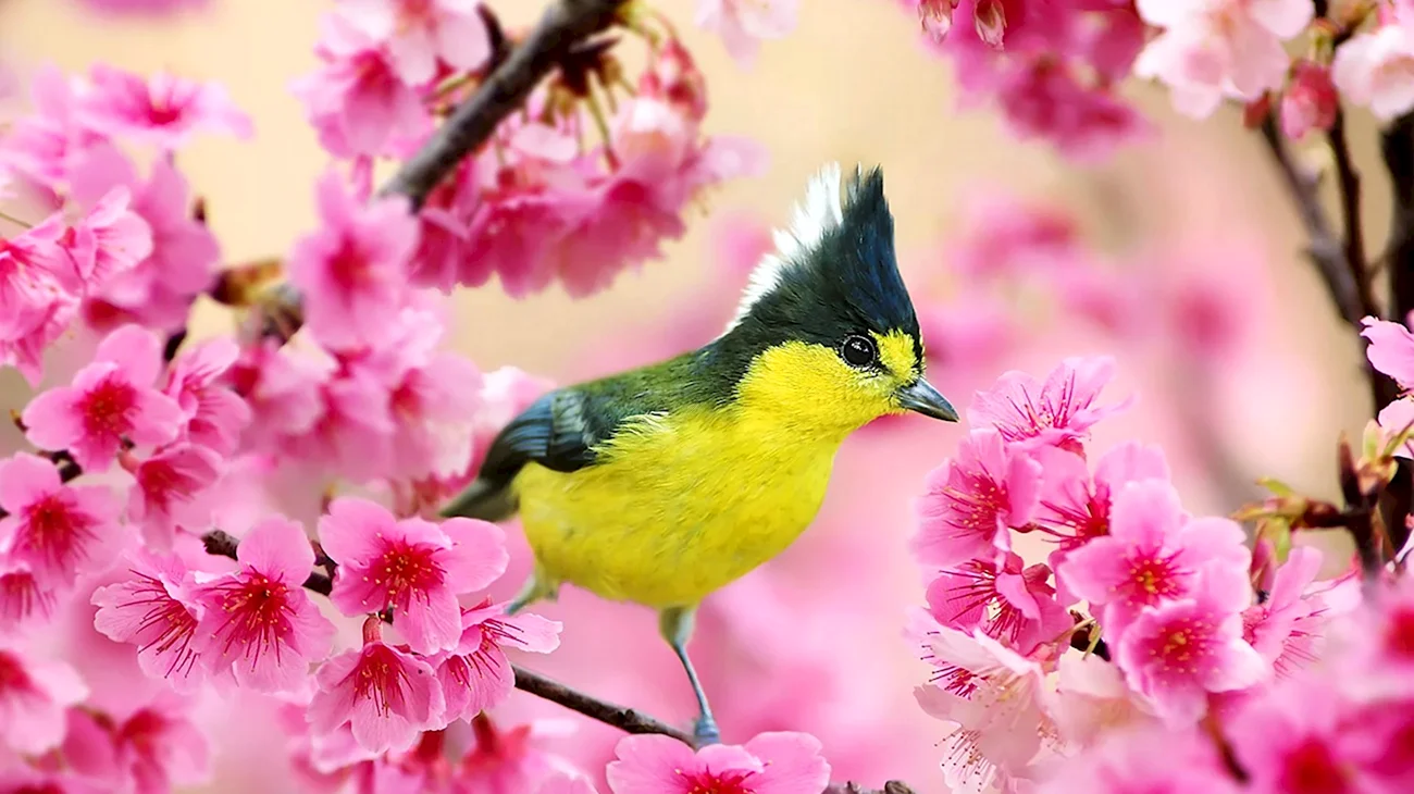Весна птицы. Красивая картинка