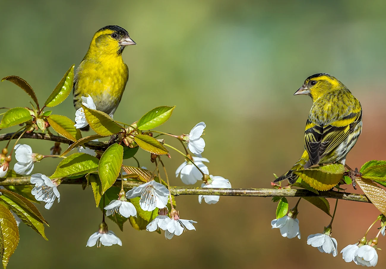Весна птицы. Картинка