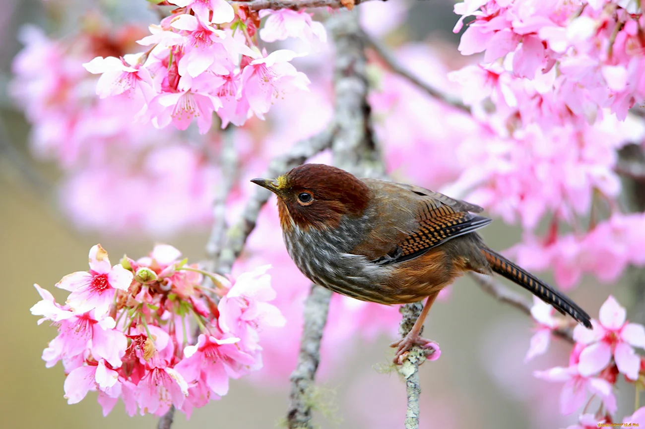 Весна птицы. Картинка