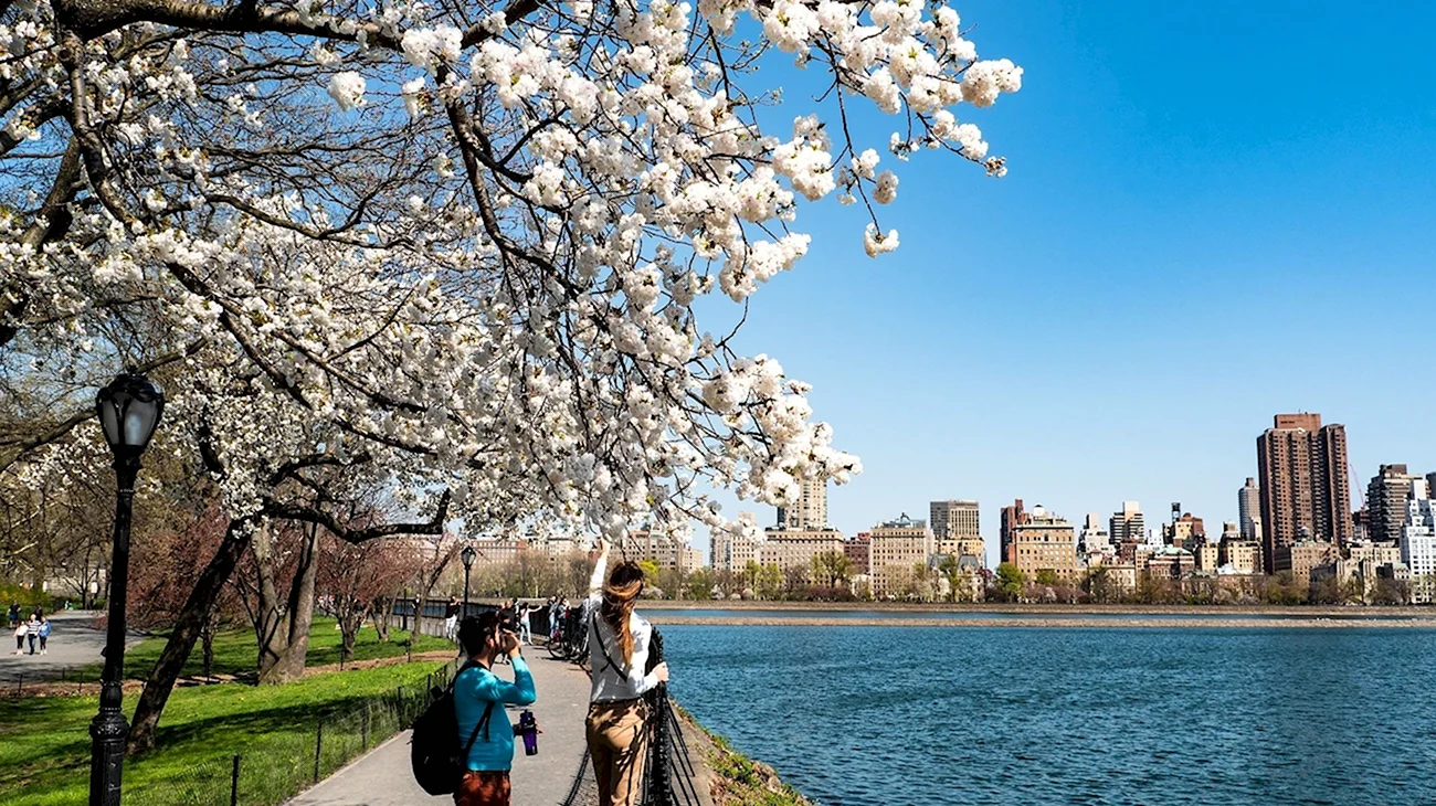 Весна в Нью-Йорке Центральный парк. Картинка