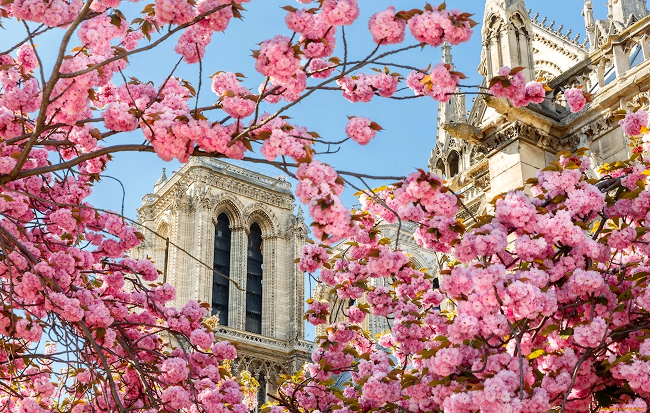 Весна в Париже. Картинка