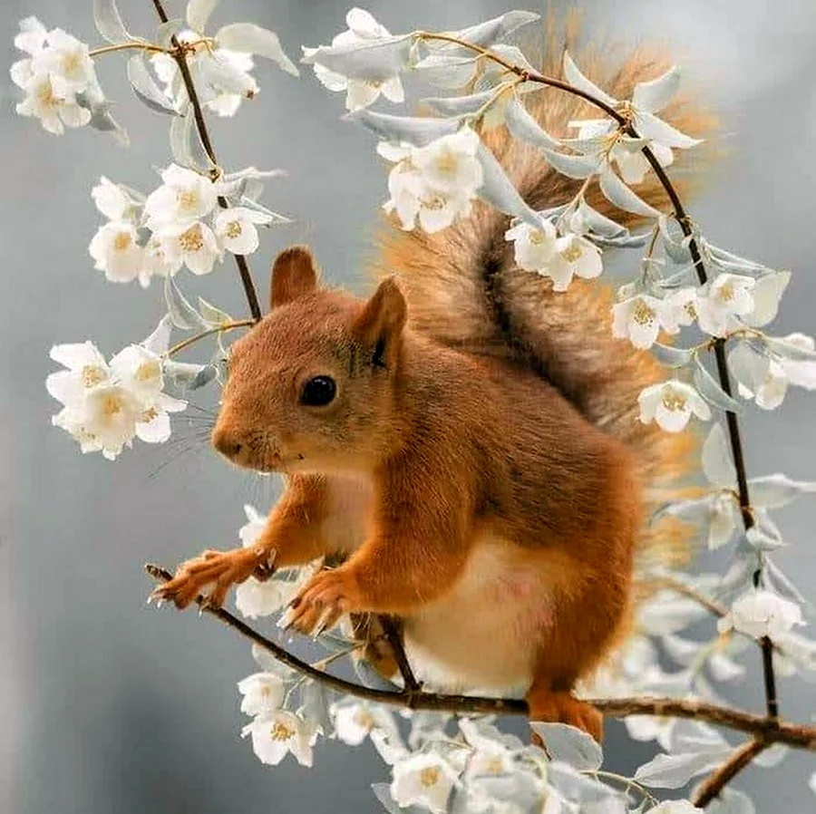 Весна животные. Красивое животное