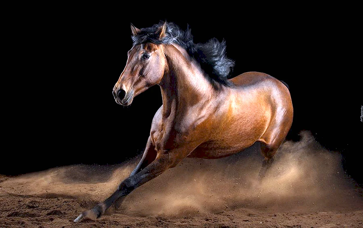 Вибке Хаас лошади. Красивое животное