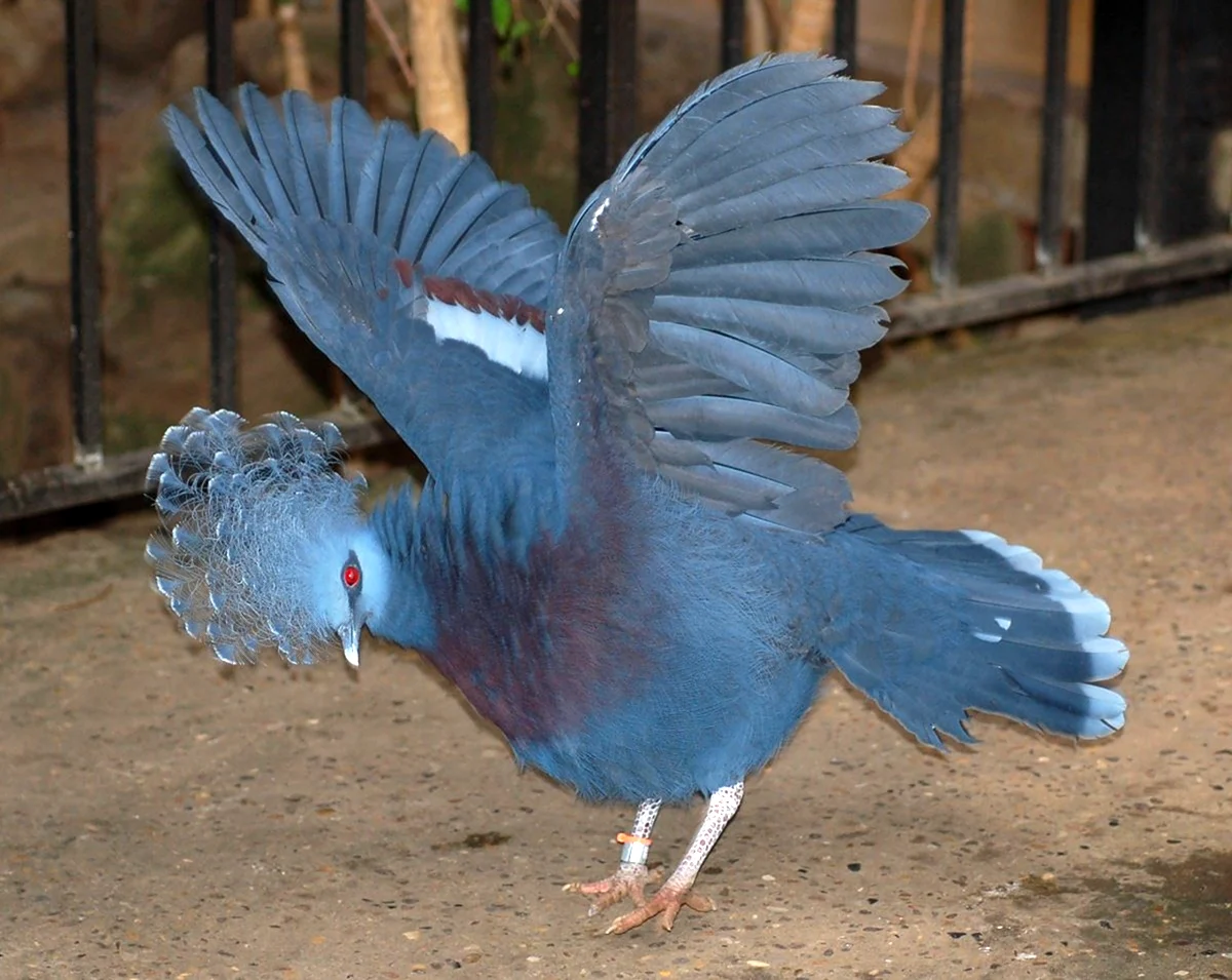Victoria crowned Pigeon. Красивое животное