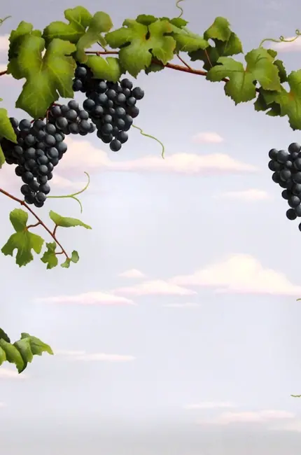 Виноградная лоза с гроздьями. Картинка
