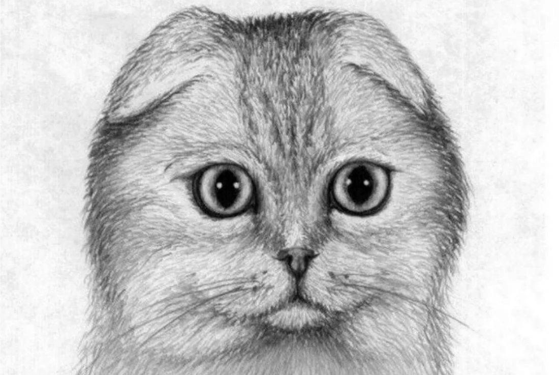 Вислоухая кошка карандашом. Красивые картинки животных