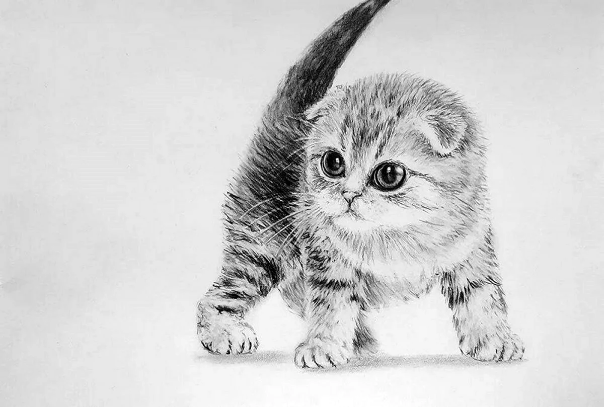 Вислоухая кошка карандашом. Для срисовки