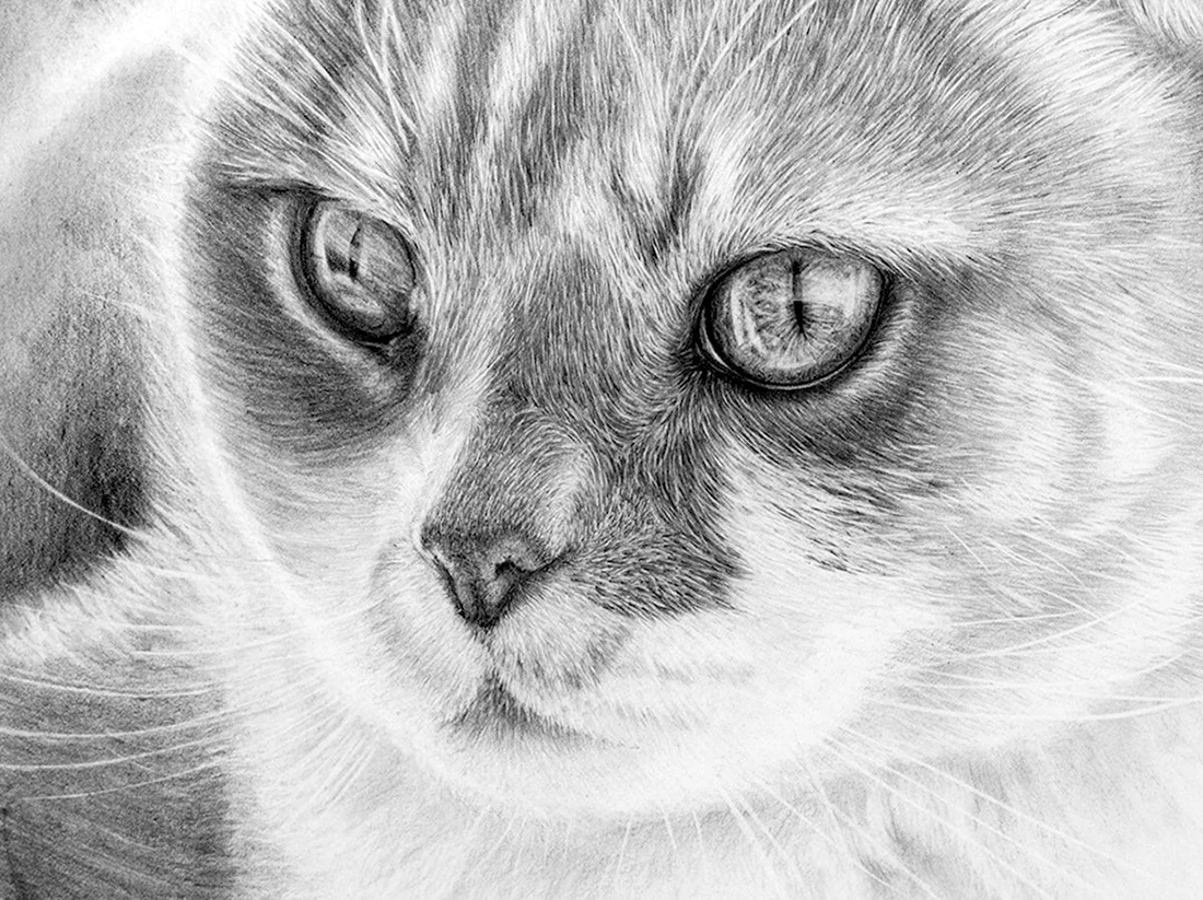 Вислоухая кошка карандашом. Красивые картинки животных