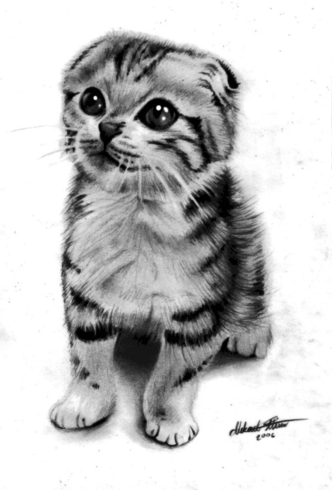 Вислоухий кот карандашом. Красивые картинки животных