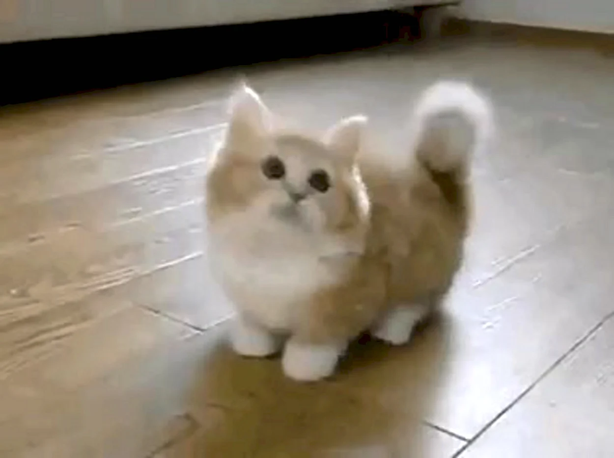 Вислоухий кот с короткими лапами. Красивое животное