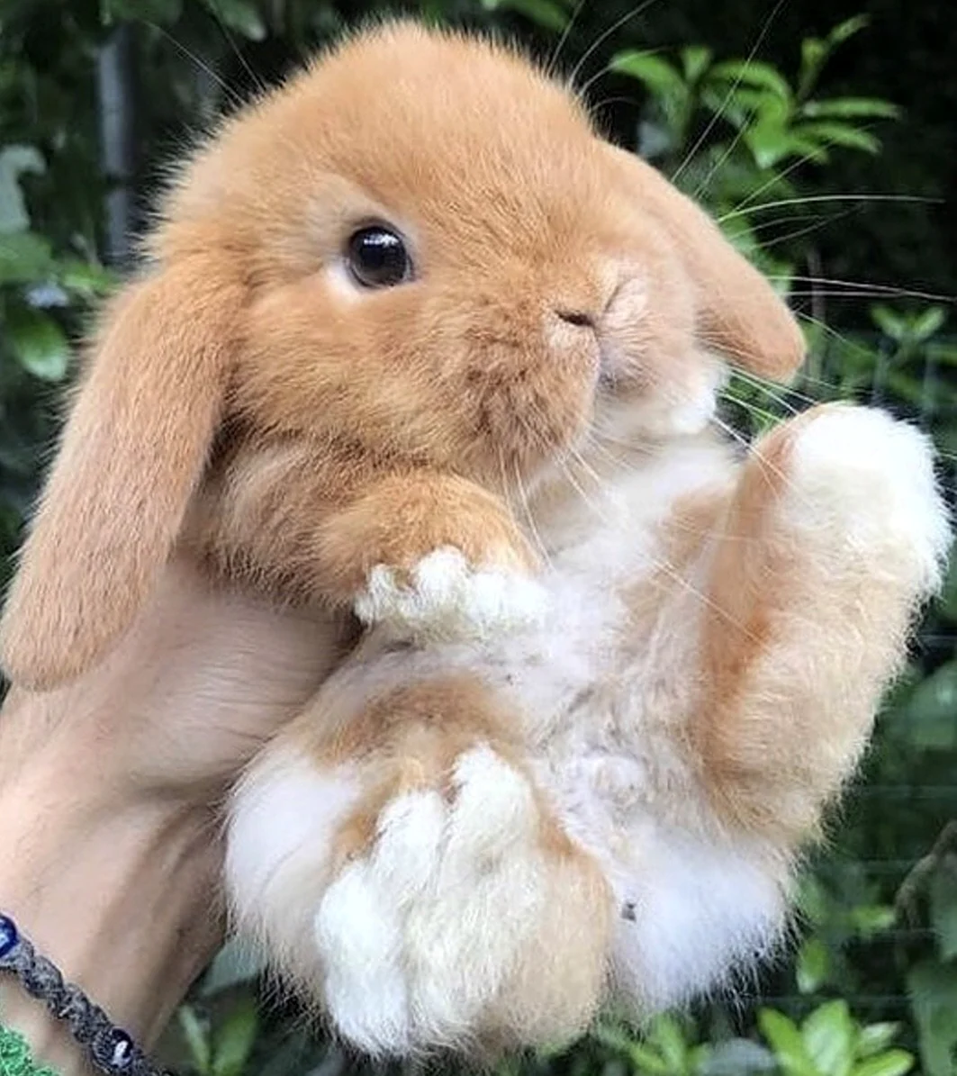 Вислоухий Русак кролик. Красивые картинки животных
