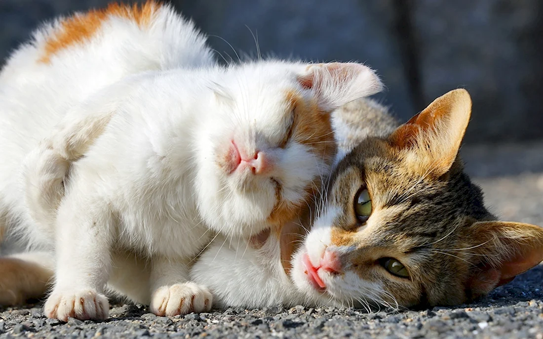 Влюбленные кошки. Красивые картинки животных