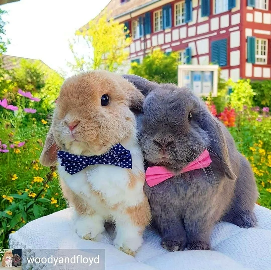 Влюбленные кролики. Красивое животное