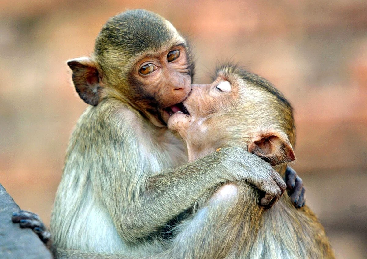 Влюбленные обезьяны. Прикольная картинка