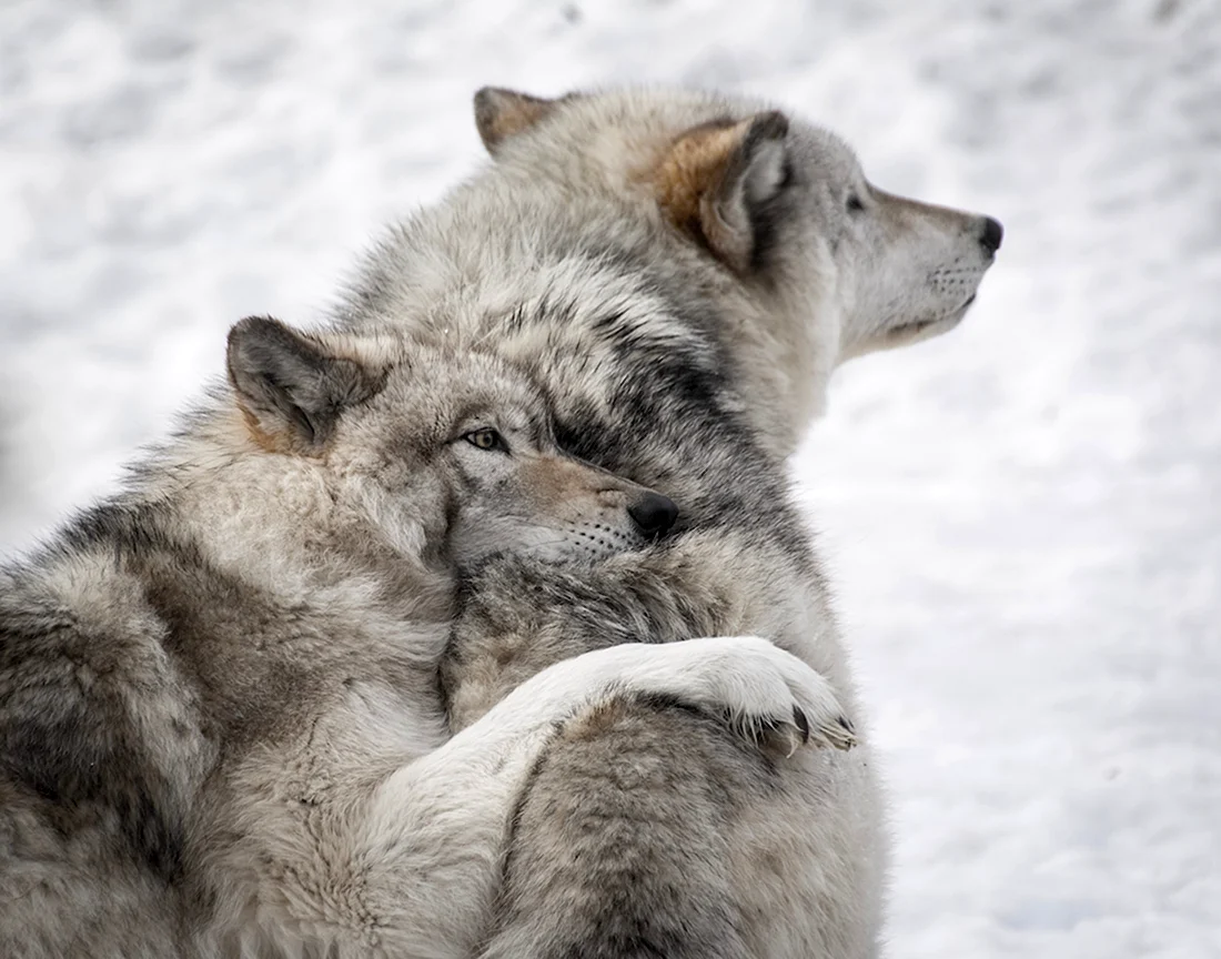 Влюбленные волки. Красивые картинки животных