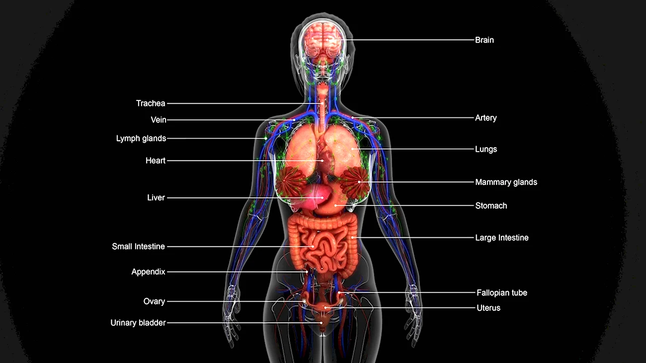 Внутренние органы человека. Картинка