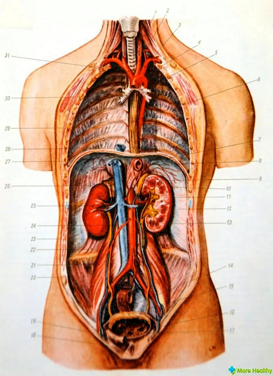 Внутренние органы человека. Картинка