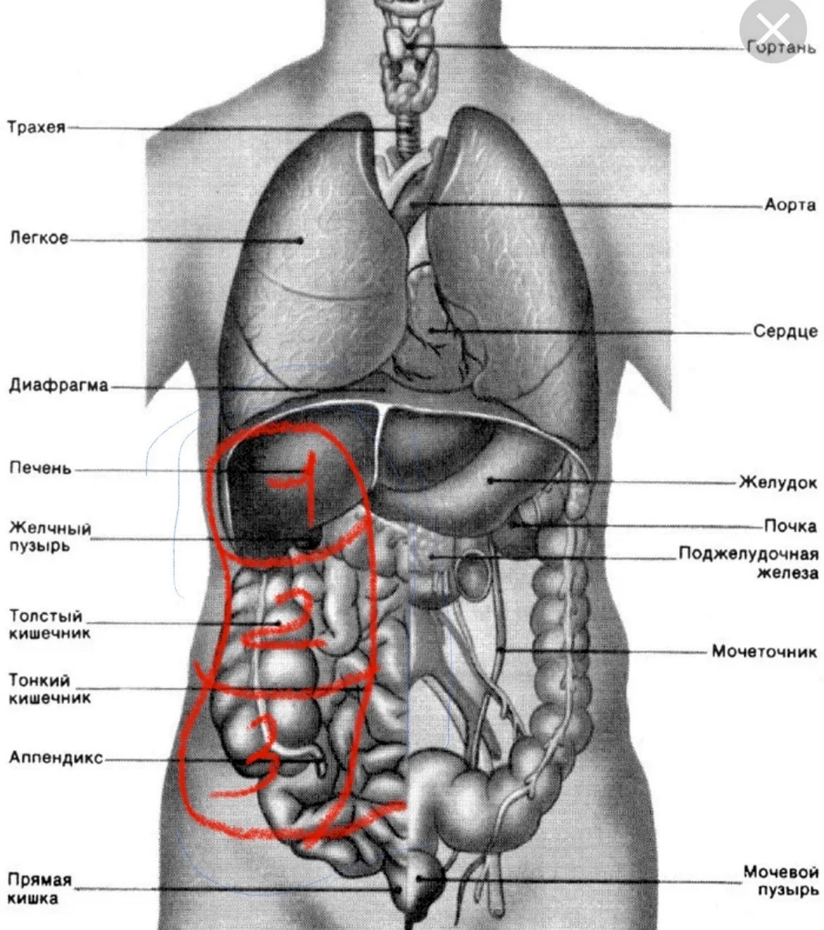 Внутренние органы человека схема расположения. Картинка