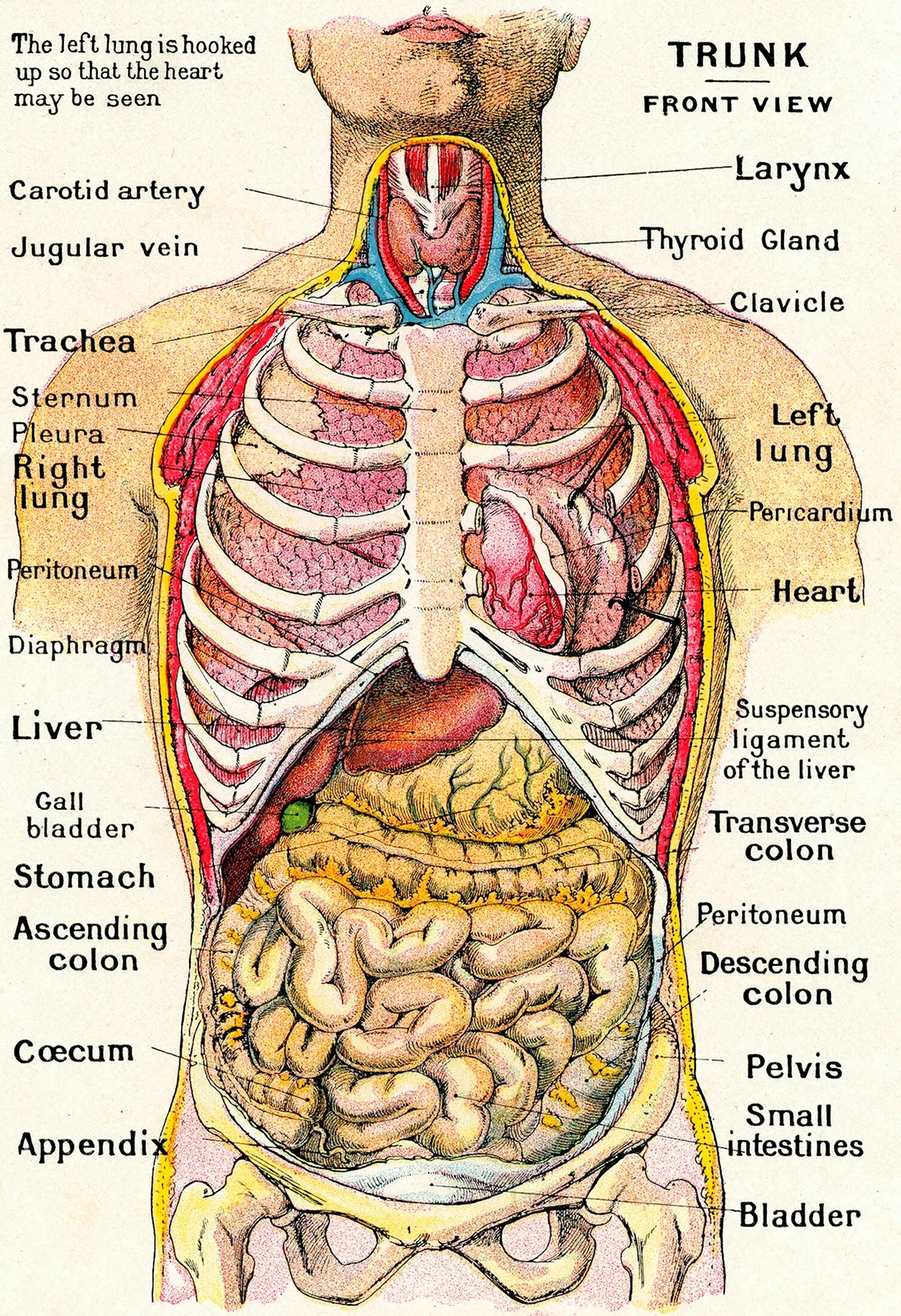 Внутренности человека анатомия. Картинка