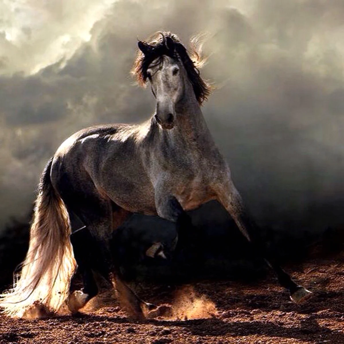Войтек Квятковский фото лошадей. Красивое животное