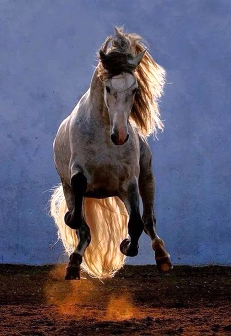 Войтек Квятковский фото лошадей. Красивое животное