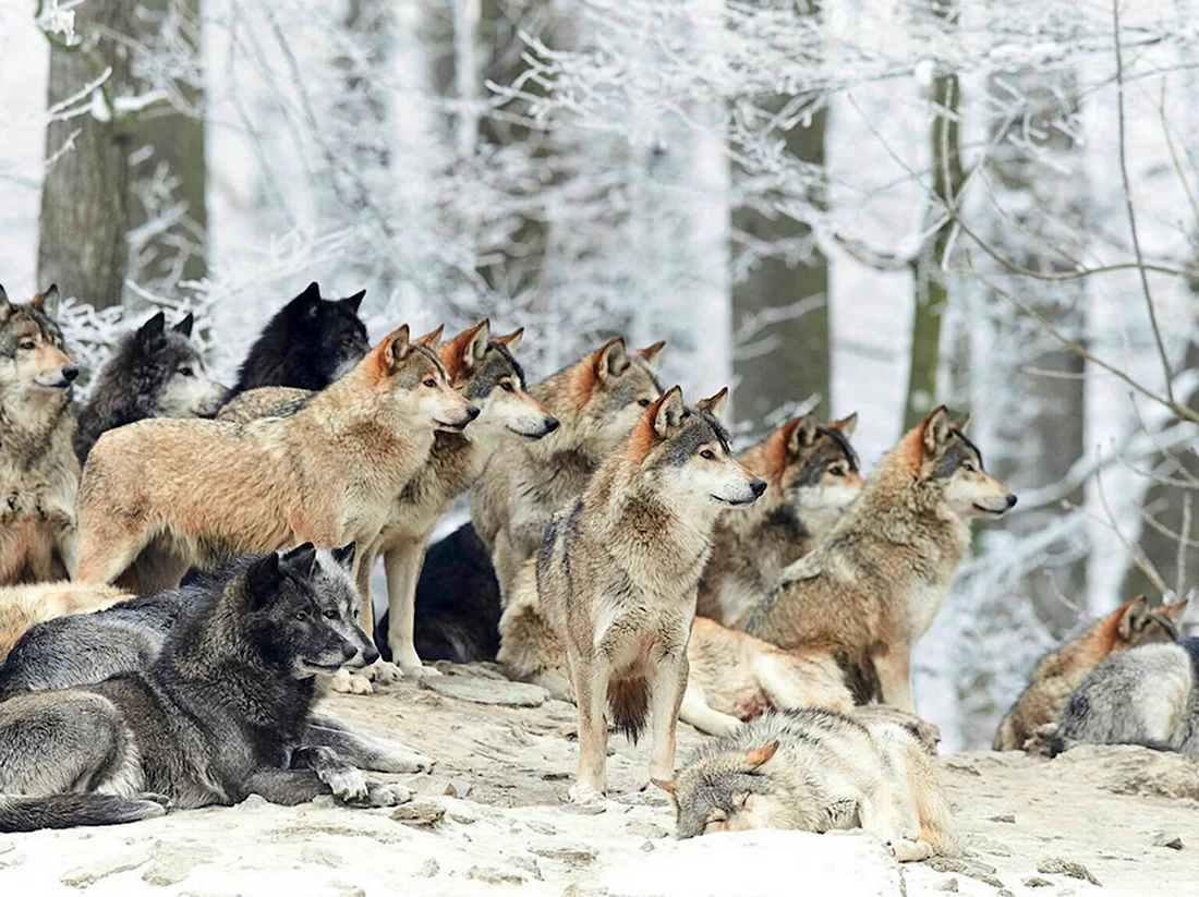 Волчья стая фильм 2015. Красивые картинки животных