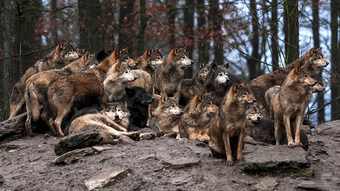 Волчья стая фильм 2015. Красивые картинки животных