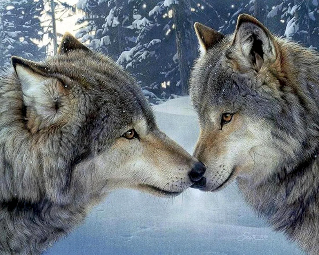 Волчий поцелуй алмазная вышивка. Красивые картинки животных