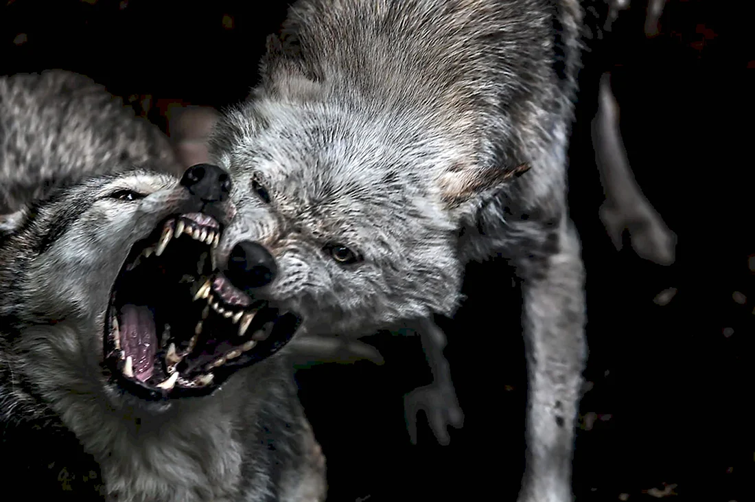 Вольф Вольф человек волк. Красивые картинки животных