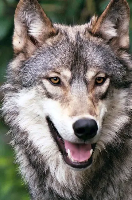 Волк. Красивые картинки животных