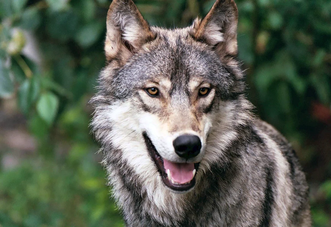 Волк. Красивое животное