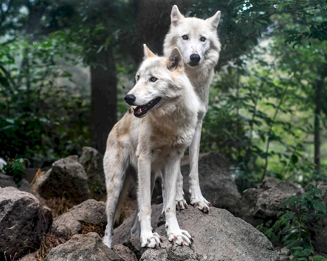 Волк. Красивые картинки животных